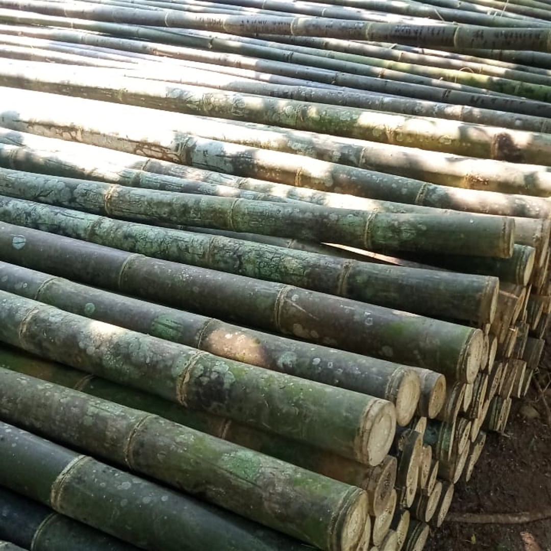 Bambu Bambu